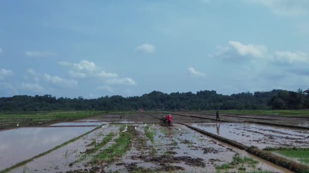 インドネシア中部ジャワ州バニュマス2021年5月31日インドネシア伝統的な農家は トラクターを使用して水田を耕し 種を植えるための土地を準備し 多くの白い鳥に囲まれています — ストック動画