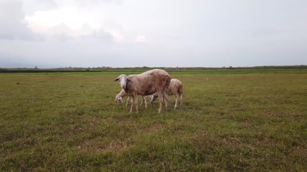 Três Cabras Brancas Comendo Grama Prado Contra Fundo Céu Nuvens — Vídeo de Stock