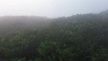 Sabahları sisli bir ormandaki ağaçların tepeden aşağı hava aracı görüntüsü