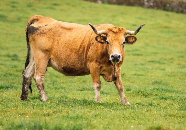 Vache Brune Avec Longues Cornes Dans Champ Herbe Verte Vie Images De Stock Libres De Droits