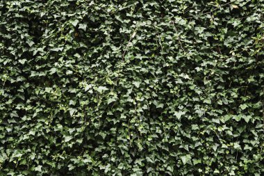 Sarmaşık dokusu, tırmanma bitkisi Hedera, yemyeşil, odunsu ve tırmanma bitkisi