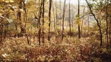 Yavaşça büyük ahşap bir iskelenin üzerinden göle doğru yürüyorlar ve göl suyunun üzerinde uçuyorlar. Bir dağ ormanı gölünde çam ağaçlarıyla birlikte turkuaz su. Mavi göl ve yeşil orman gölü havadan görünüyor. Sonbahar meşesi ormanında güzel sonbahar manzarası. 
