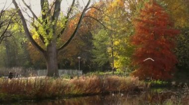 Yavaşça büyük ahşap bir iskelenin üzerinden göle doğru yürüyorlar ve göl suyunun üzerinde uçuyorlar. Bir dağ ormanı gölünde çam ağaçlarıyla birlikte turkuaz su. Mavi göl ve yeşil orman gölü havadan görünüyor. Sonbahar meşesi ormanında güzel sonbahar manzarası. 