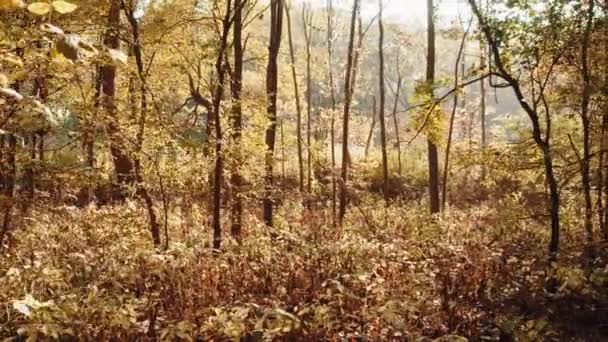 Marcher Lentement Sur Une Grande Jetée Bois Dans Lac Survoler — Video