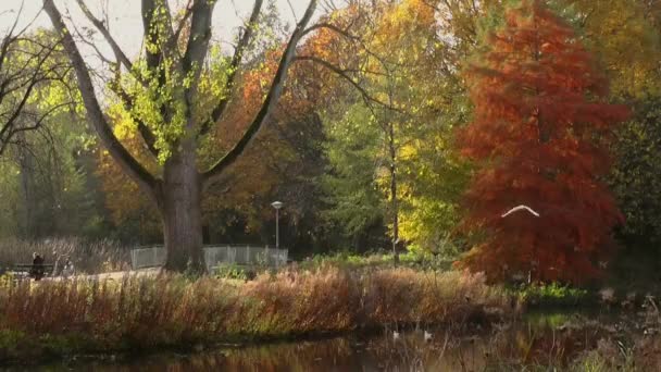 Slowly walking over a large wooden jetty into a lake and flying over the lake water. Turquoise water in a mountain forest lake with pine trees. Aerial view of blue lake and green forests lake. Beautiful autumn landscape in the autumn oak forest. — Stock Footage Slowly Walking Large Wooden Jetty Lake Flying Lake Water Turquoise Stock Footage