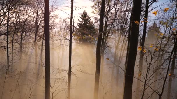 Langsam Geht Man Über Einen Großen Holzsteg Einen See Und — Stockvideo