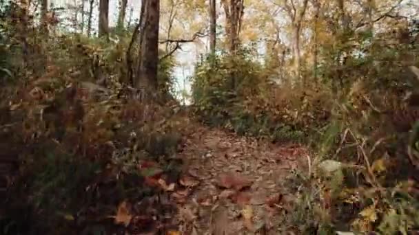 Langzaam Lopend Een Grote Houten Steiger Een Meer Vliegend Het — Stockvideo