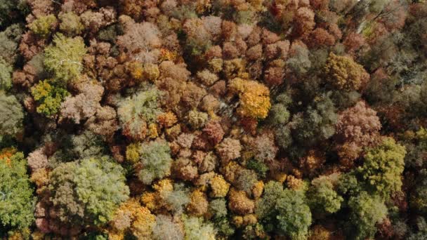 慢慢地走过一个巨大的木制防波堤 进入湖中 在湖水上空飞翔 山林湖中的绿松石水 有松树 蓝湖和绿林湖的空中景观 秋天美丽的风景在秋天的橡木林里 — 图库视频影像