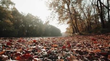 Yavaşça büyük ahşap bir iskelenin üzerinden göle doğru yürüyorlar ve göl suyunun üzerinde uçuyorlar. Bir dağ ormanı gölünde çam ağaçlarıyla birlikte turkuaz su. Mavi göl ve yeşil orman gölü havadan görünüyor. Sonbahar meşesi ormanında güzel sonbahar manzarası. 