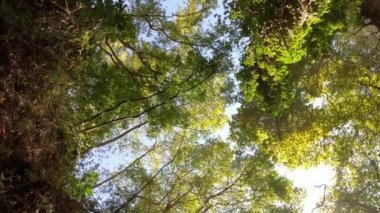 Yavaşça büyük ahşap bir iskelenin üzerinden göle doğru yürüyorlar ve göl suyunun üzerinde uçuyorlar. Bir dağ ormanı gölünde çam ağaçlarıyla birlikte turkuaz su. Mavi göl ve yeşil orman gölü havadan görünüyor. Sonbahar meşesi ormanında güzel sonbahar manzarası. 