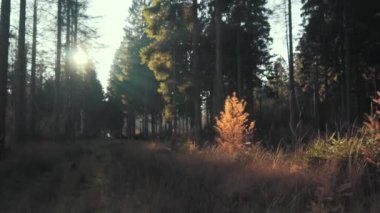 Yavaşça büyük ahşap bir iskelenin üzerinden göle doğru yürüyorlar ve göl suyunun üzerinde uçuyorlar. Bir dağ ormanı gölünde çam ağaçlarıyla birlikte turkuaz su. Mavi göl ve yeşil orman gölü havadan görünüyor. Sonbahar meşesi ormanında güzel sonbahar manzarası. 