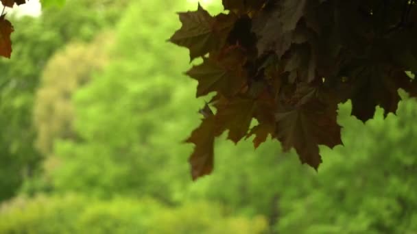 Powoli Przemierzając Duży Drewniany Pomost Jeziora Przelatując Nad Jeziorem Turkusowa — Wideo stockowe