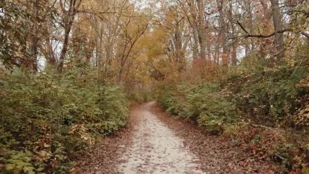 Slowly walking over a large wooden jetty into a lake and flying over the lake water. Turquoise water in a mountain forest lake with pine trees. Aerial view of blue lake and green forests lake. Beautiful autumn landscape in the autumn oak forest. — Stock Footage Slowly Walking Large Wooden Jetty Lake Flying Lake Water Turquoise Stock Video