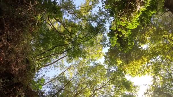 慢慢地走过一个巨大的木制防波堤 进入湖中 在湖水上空飞翔 山林湖中的绿松石水 有松树 蓝湖和绿林湖的空中景观 秋天美丽的风景在秋天的橡木林里 — 图库视频影像