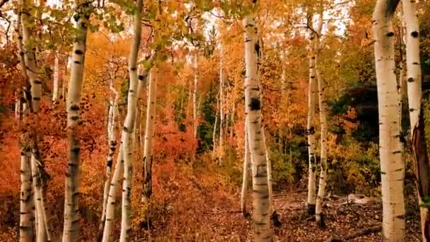 Langsam Geht Man Über Einen Großen Holzsteg Einen See Und — Stockvideo