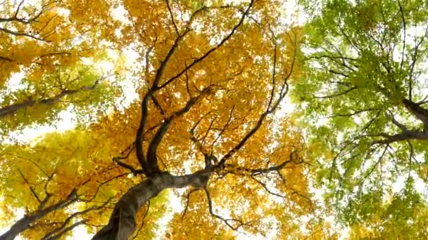 Slowly walking over a large wooden jetty into a lake and flying over the lake water. Turquoise water in a mountain forest lake with pine trees. Aerial view of blue lake and green forests lake. Beautiful autumn landscape in the autumn oak forest. — Stock Footage Slowly Walking Large Wooden Jetty Lake Flying Lake Water Turquoise Stock Video