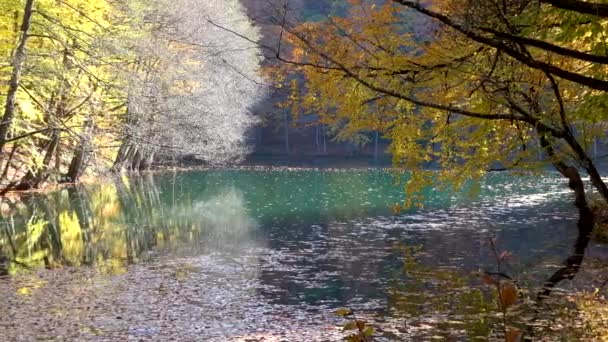 Slowly walking over a large wooden jetty into a lake and flying over the lake water. Turquoise water in a mountain forest lake with pine trees. Aerial view of blue lake and green forests lake. Beautiful autumn landscape in the autumn oak forest. — Stock Footage Slowly Walking Large Wooden Jetty Lake Flying Lake Water Turquoise Video Clip