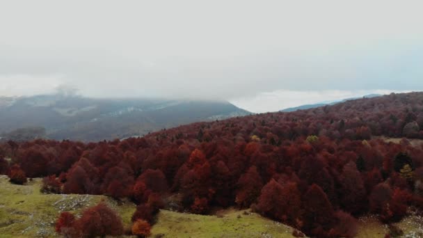 Slowly walking over a large wooden jetty into a lake and flying over the lake water. Turquoise water in a mountain forest lake with pine trees. Aerial view of blue lake and green forests lake. Beautiful autumn landscape in the autumn oak forest. — Stock Footage Slowly Walking Large Wooden Jetty Lake Flying Lake Water Turquoise Royalty Free Stock Footage