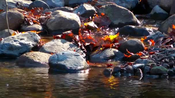 慢慢地走过一个巨大的木制防波堤 进入湖中 在湖水上空飞翔 山林湖中的绿松石水 有松树 蓝湖和绿林湖的空中景观 秋天美丽的风景在秋天的橡木林里 — 图库视频影像