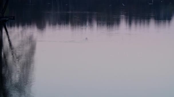 Camminando Lentamente Grande Molo Legno Lago Sorvolando Acqua Del Lago — Video Stock