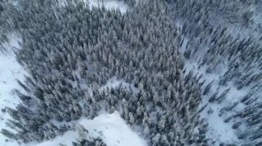 Mutlu Noeller ve Noel ağacı geçmişi. Kusursuz döngü video animasyonu. Noel ağacı ve kar tanelerinin düştüğü mutlu noel mektuplarının şirin bir animasyonu. Mutlu noel kutlamaları ve Noel hediyeleri.