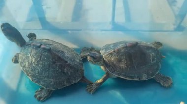 Kaplumbağanın gündüz vakti mavi gölette yakınlaşması