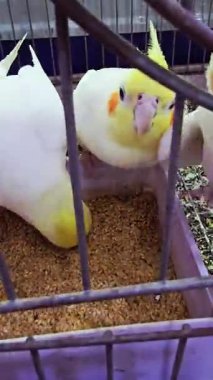 Kafesin içinde tohum yiyen sarı ibikli papağanların yakın çekimi. Turuncu yanak bantlı renkli evcil kuşlar kapalı alanda beslenme tepsisinin etrafında toplandılar.