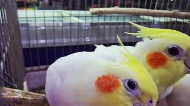 Kafesin içinde tohum yiyen sarı ibikli papağanların yakın çekimi. Turuncu yanak bantlı renkli evcil kuşlar kapalı alanda beslenme tepsisinin etrafında toplandılar.