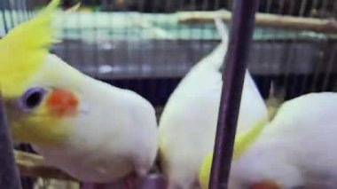 Kafesin içinde tohum yiyen sarı ibikli papağanların yakın çekimi. Turuncu yanak bantlı renkli evcil kuşlar kapalı alanda beslenme tepsisinin etrafında toplandılar.