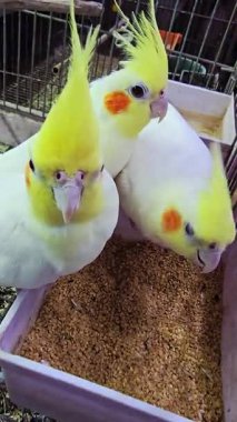 Kafesin içinde tohum yiyen sarı ibikli papağanların yakın çekimi. Turuncu yanak bantlı renkli evcil kuşlar kapalı alanda beslenme tepsisinin etrafında toplandılar.