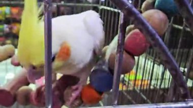 Kafesin içinde tohum yiyen sarı ibikli papağanların yakın çekimi. Turuncu yanak bantlı renkli evcil kuşlar kapalı alanda beslenme tepsisinin etrafında toplandılar.