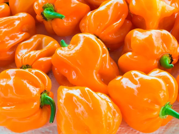 Taze biber Habanero Orange closeup