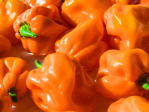 Taze biber Habanero Orange closeup