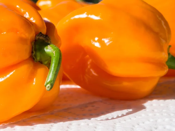 Taze biber Habanero Orange closeup