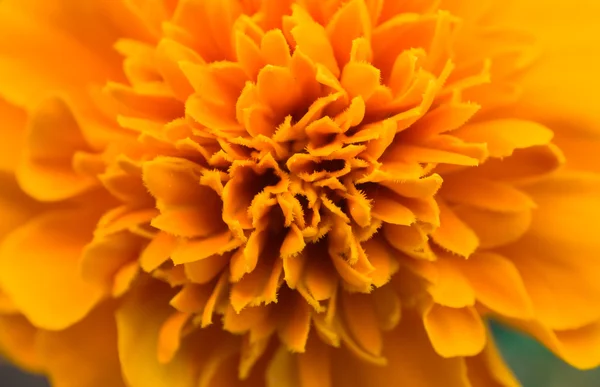 Flor de zorrillo Naranja — Foto de Stock