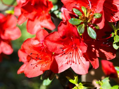 Kırmızı açelya çiçekleri