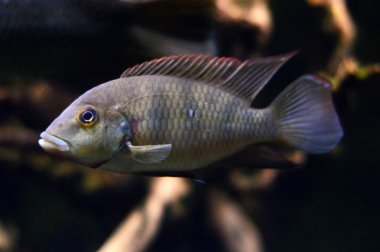 Akvaryumdaki tropikal balıklar