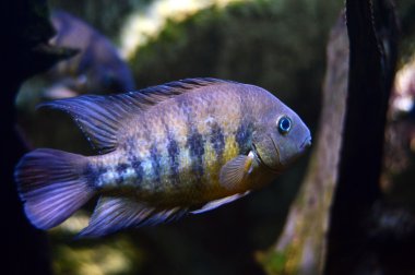 Akvaryumdaki tropikal balıklar