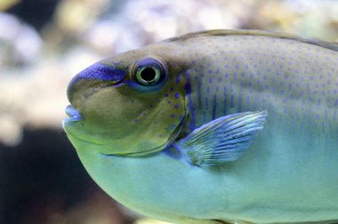 Güzel bir tuzlu su balık