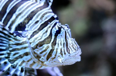 Tuzlu su balık portresi. Lionfish