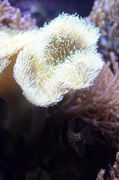 산호 해 — 스톡 사진