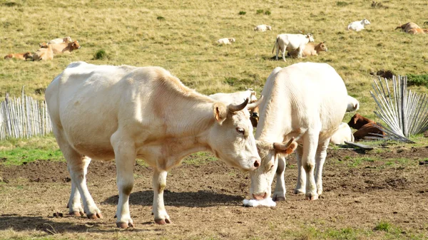 Uma manada de vacas — Fotografia de Stock