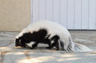 Vahşi bir kokarca