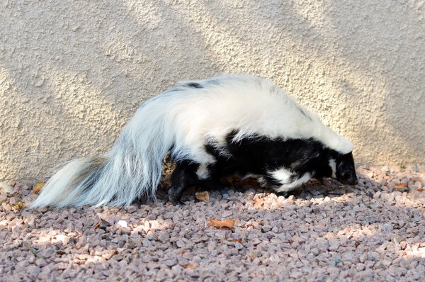 Дикий скунс
