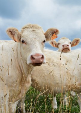 Küçük Charolais buzağı