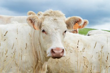 Charolais buzağı