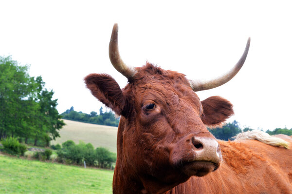 French mountain cow (Auvergne)