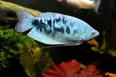 Üçüncü tip gourami ve çeşitli opaline gourami ya da mavi gourami türünde güzel bir mavi balık. Bu tropik ve Asya balığıdır..