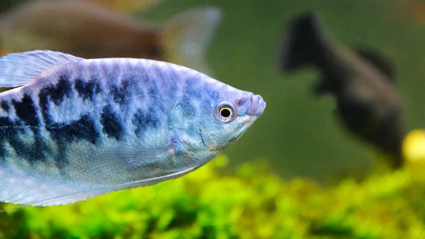 종류의 아름다운 물고기 아드레날린 물고기 이것은 아시아 물고기입니다 — 스톡 사진