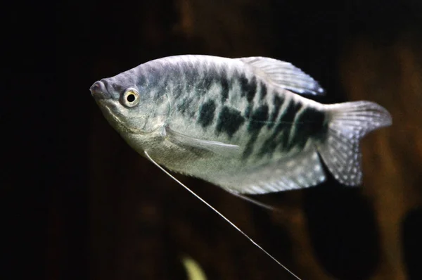 종류의 아름다운 물고기 아드레날린 물고기 이것은 아시아 물고기입니다 — 스톡 사진